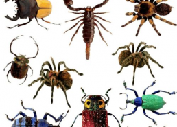 虫子的资料,揭秘昆虫的奇妙生活与生态价值